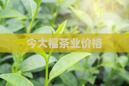 今大福茶业价格