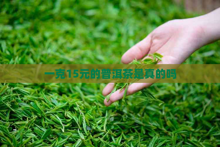 一克15元的普洱茶是真的吗