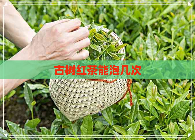 古树红茶能泡几次