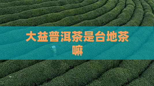 大益普洱茶是台地茶嘛