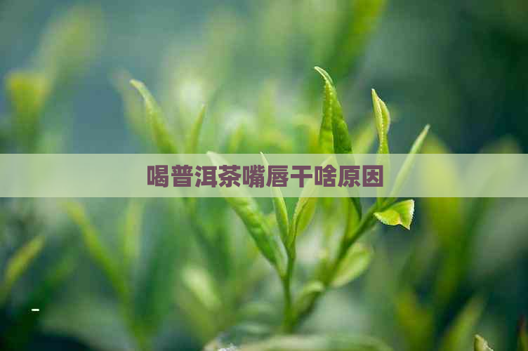 喝普洱茶嘴唇干啥原因