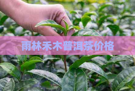 雨林禾木普洱茶价格