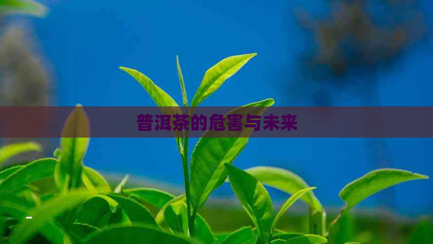 普洱茶的危害与未来