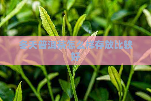 冬天普洱茶怎么样存放比较好