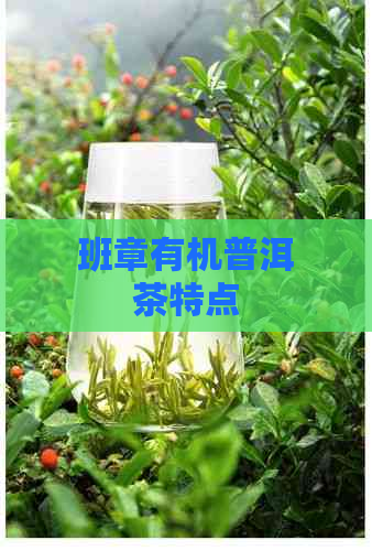 班章有机普洱茶特点