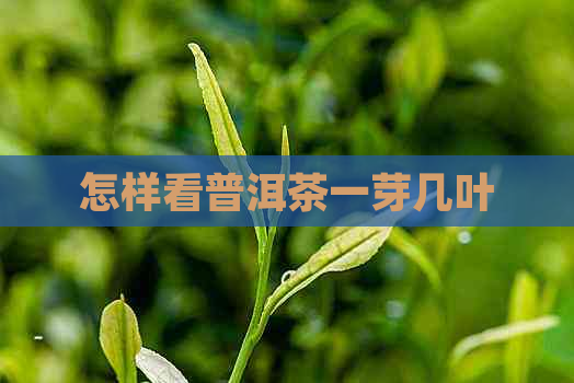 怎样看普洱茶一芽几叶