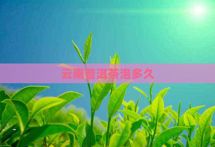 云南普洱茶泡多久