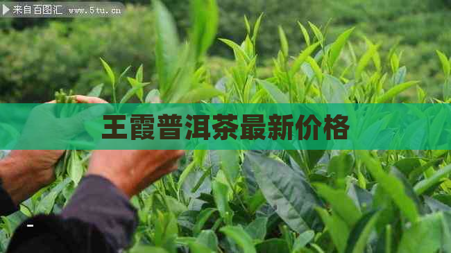 王霞普洱茶最新价格