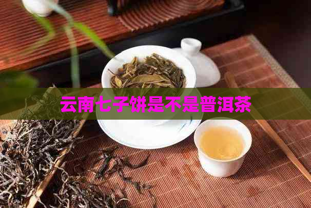 云南七子饼是不是普洱茶