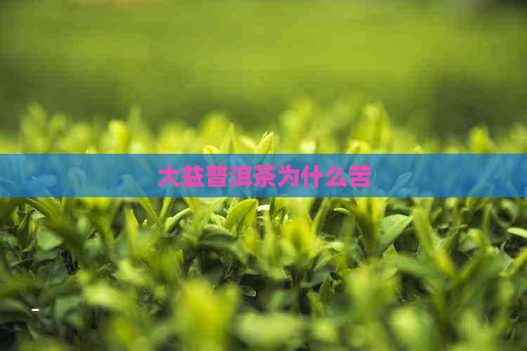 大益普洱茶为什么苦