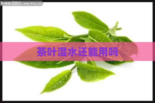 茶叶湿水还能用吗