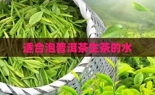 适合泡普洱茶生茶的水