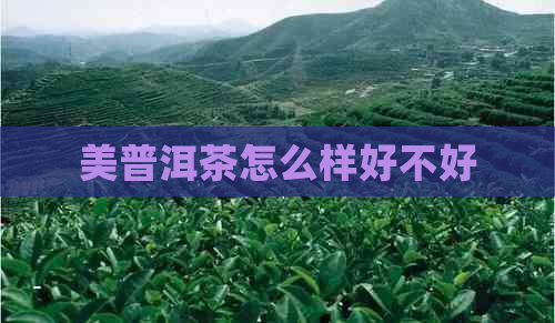 美普洱茶怎么样好不好