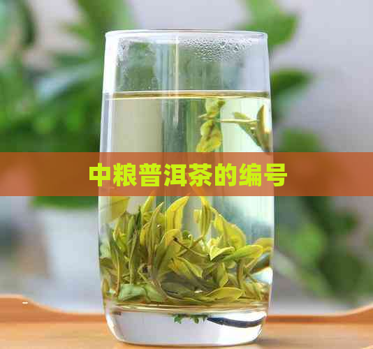 中粮普洱茶的编号