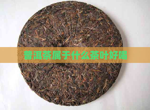 普洱茶属于什么茶叶好喝