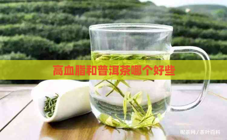 高血脂和普洱茶哪个好些