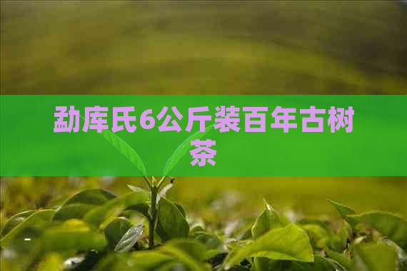 勐库氏6公斤装百年古树茶