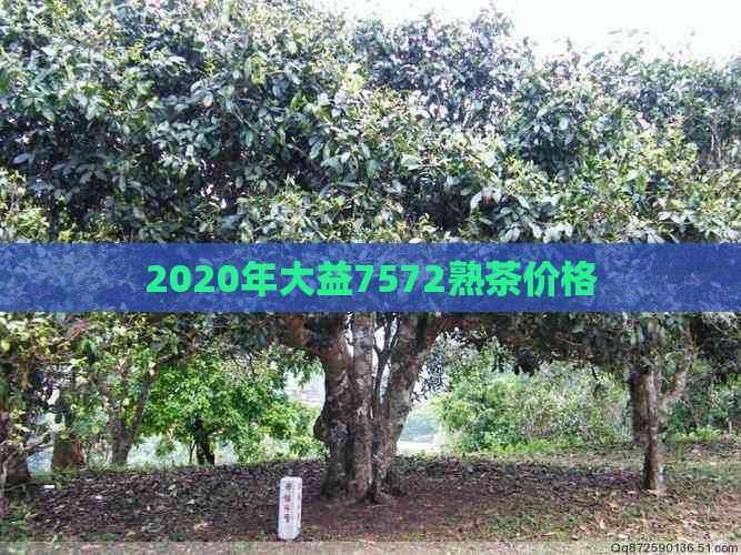 2020年大益7572熟茶价格