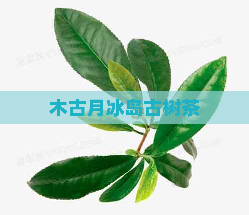 木古月冰岛古树茶