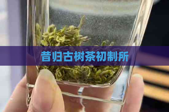 昔归古树茶初制所