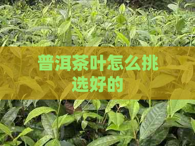 普洱茶叶怎么挑选好的