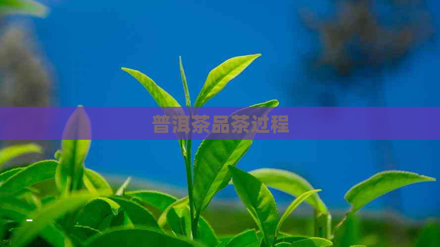 普洱茶品茶过程