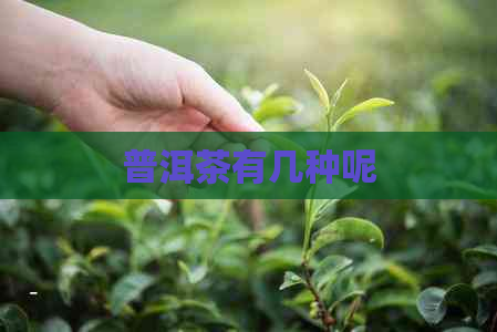 普洱茶有几种呢