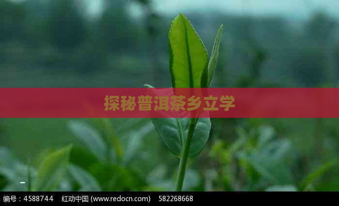 探秘普洱茶乡立学