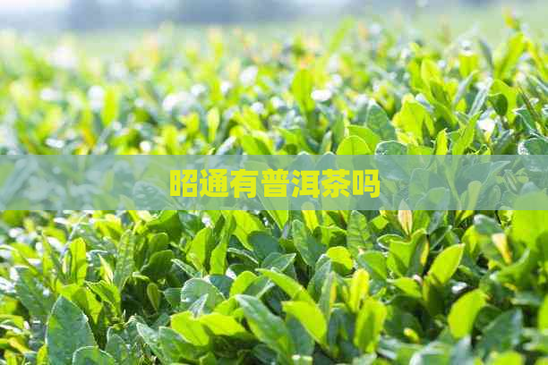 昭通有普洱茶吗