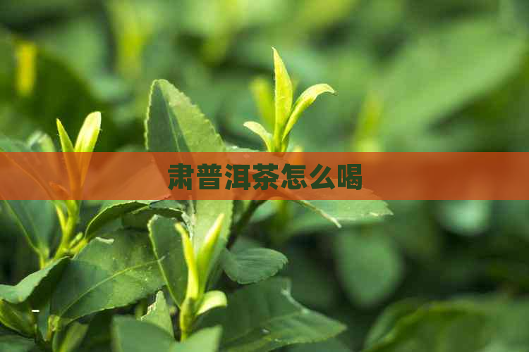 肃普洱茶怎么喝