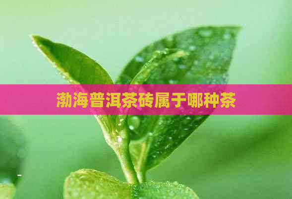 渤海普洱茶砖属于哪种茶