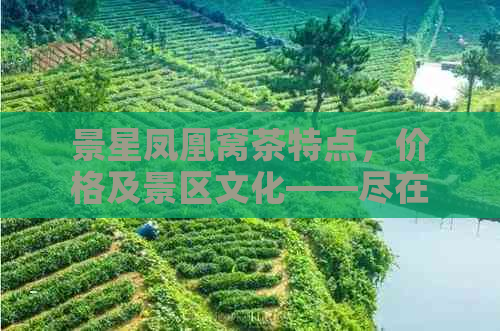 景星凤凰窝茶特点，价格及景区文化——尽在景星凤凰创意文化