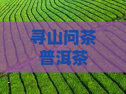 寻山问茶普洱茶