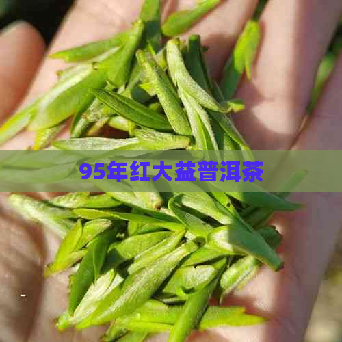 95年红大益普洱茶