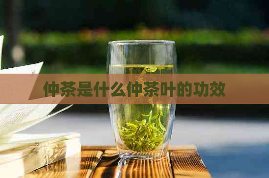 仲茶是什么仲茶叶的功效