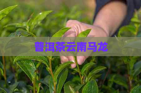 普洱茶云南马龙