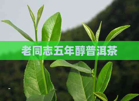 老同志五年醇普洱茶