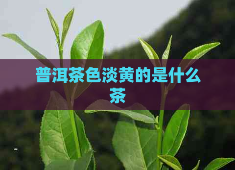 普洱茶色淡黄的是什么茶