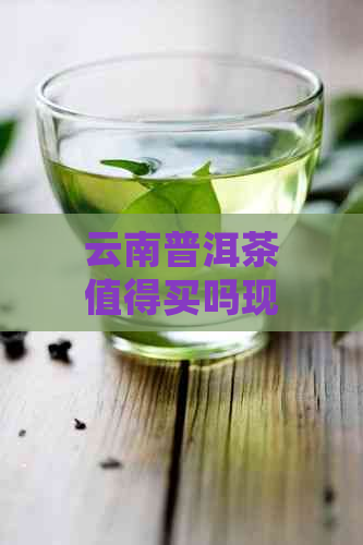 云南普洱茶值得买吗现在