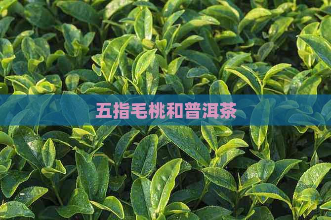 五指毛桃和普洱茶