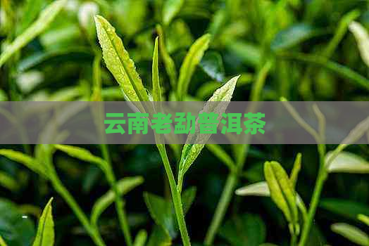 云南老勐普洱茶