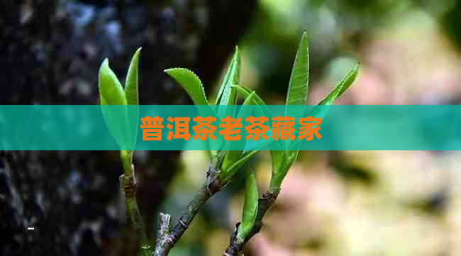 普洱茶老茶藏家