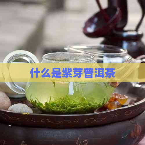 什么是紫芽普洱茶