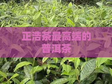 正浩茶更高端的普洱茶