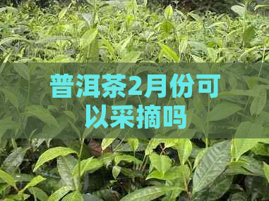 普洱茶2月份可以采摘吗