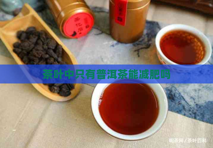 茶叶中只有普洱茶能减肥吗