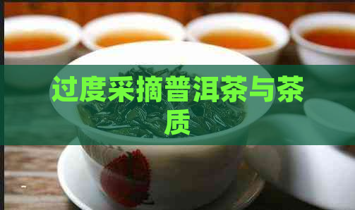 过度采摘普洱茶与茶质