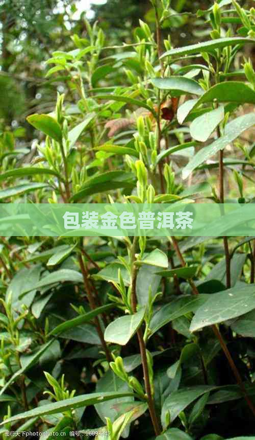 包装金色普洱茶