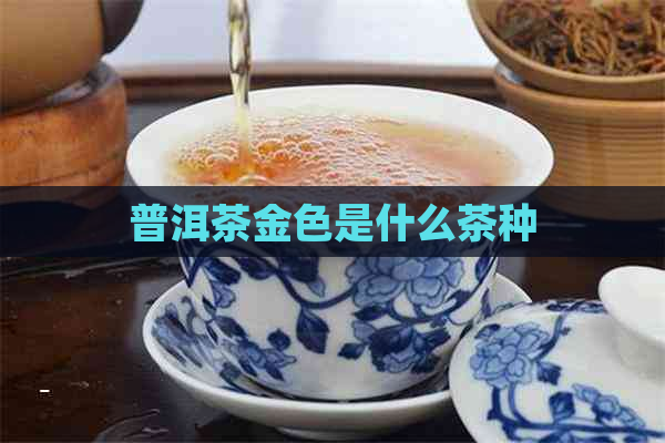 普洱茶金色是什么茶种