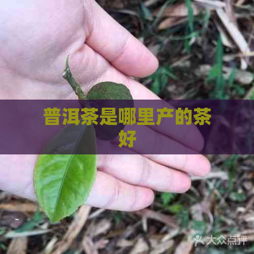 普洱茶是哪里产的茶好